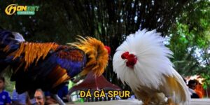Đá gà spur Onbet - Phong cách đá gà Philippines