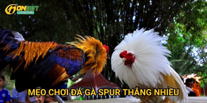 Đá gà spur Onbet - Phong cách đá gà Philippines 3 Mẹo chơi đá gà spur thắng nhiều